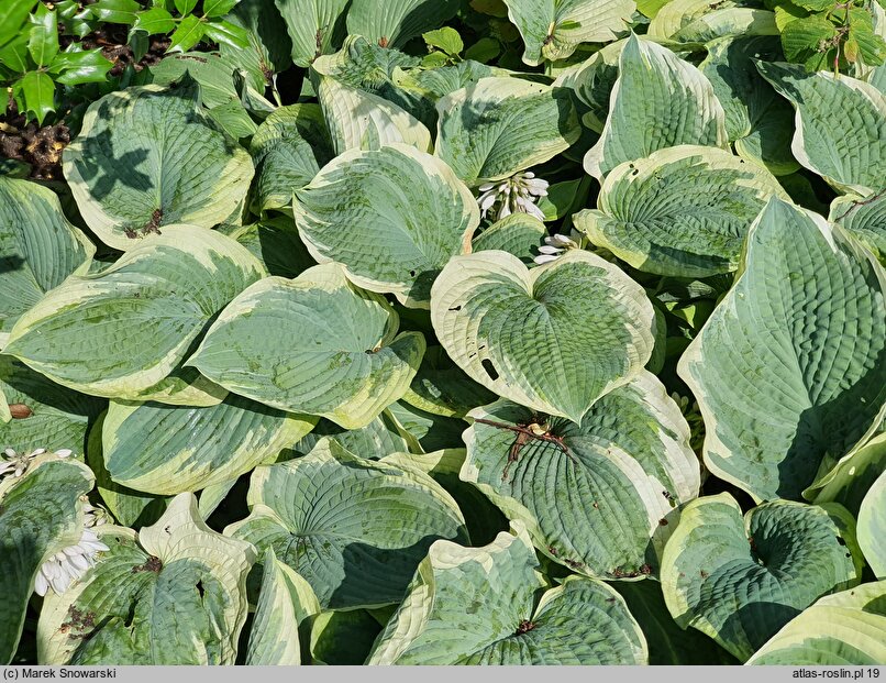 Hosta American Halo