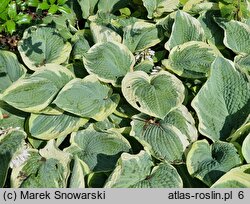 Hosta American Halo