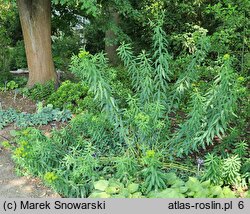 Euphorbia sarawschanica