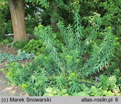 Euphorbia sarawschanica