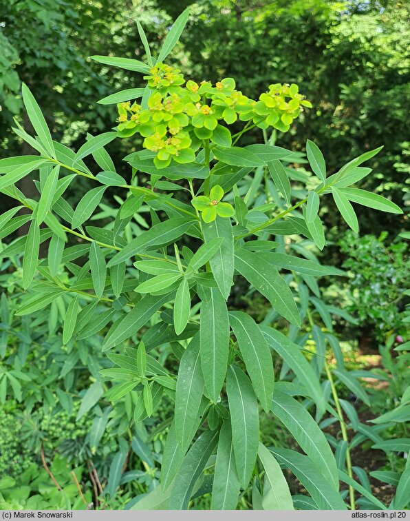 Euphorbia sarawschanica