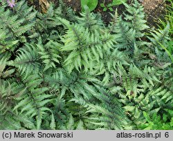 Athyrium niponicum Ursula's Red