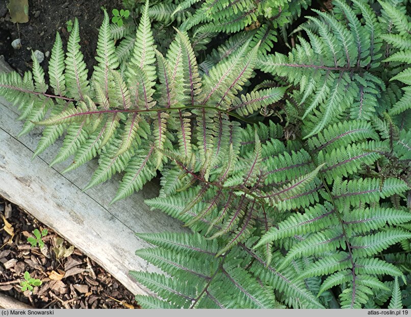 Athyrium niponicum Ursula's Red