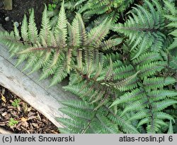 Athyrium niponicum Ursula's Red