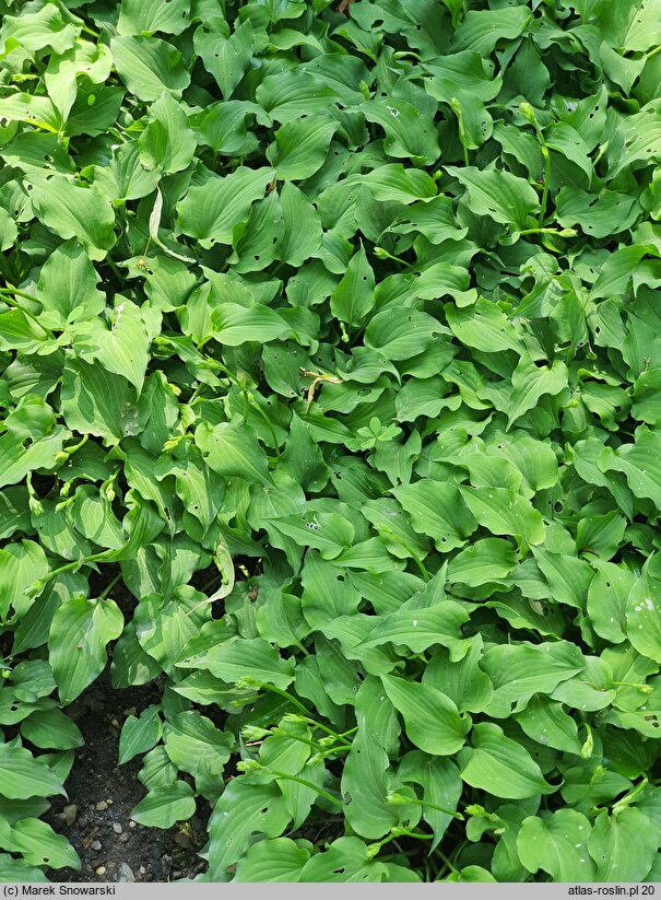 Hosta ventricosa Minor