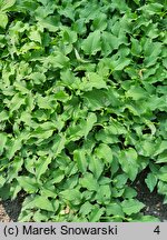 Hosta ventricosa Minor