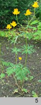 Trollius chinensis (pełnik chiński)