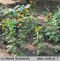 Trollius chinensis (pełnik chiński)