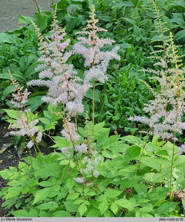 Astilbe grandis