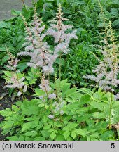 Astilbe grandis