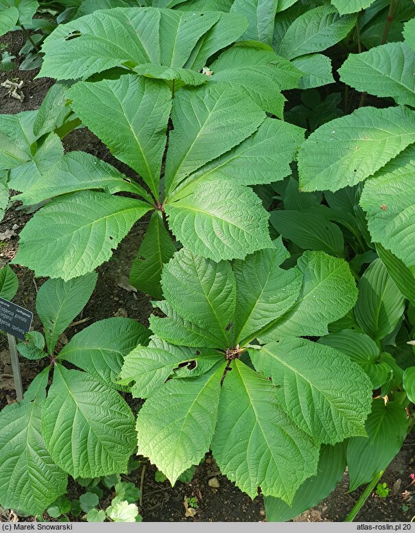 Rodgersia pinnata Elegans