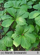 Rodgersia pinnata Elegans