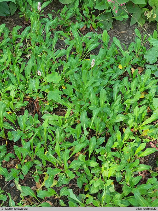 Polygonum affine Kabouter