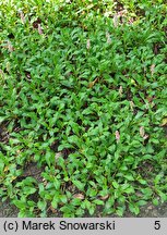 Polygonum affine Donald Lowndes