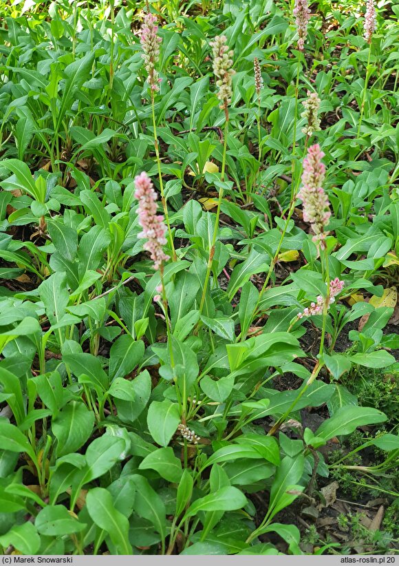 Polygonum affine Donald Lowndes