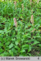 Polygonum affine Donald Lowndes