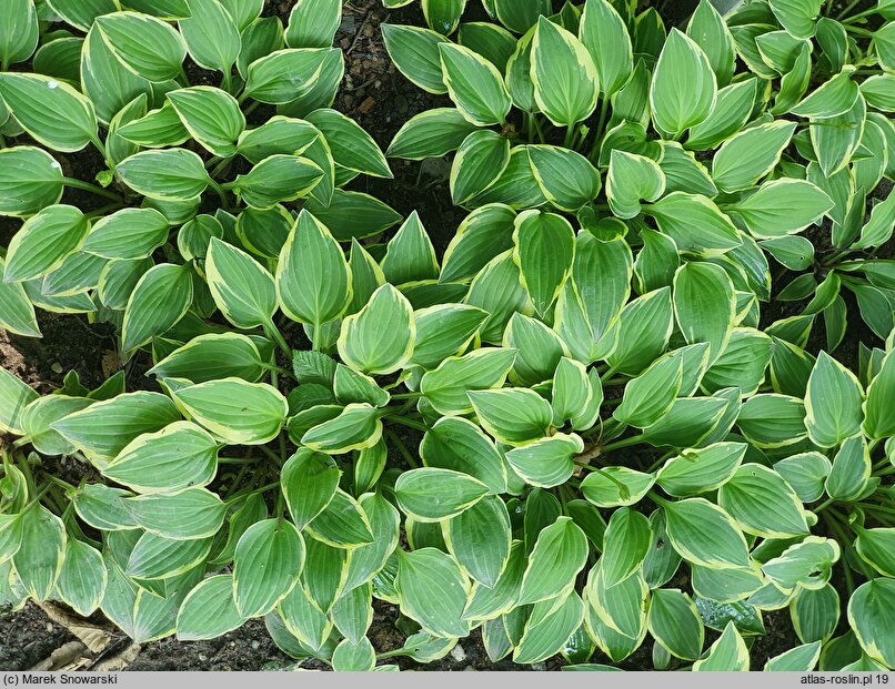 Hosta Little Wonder