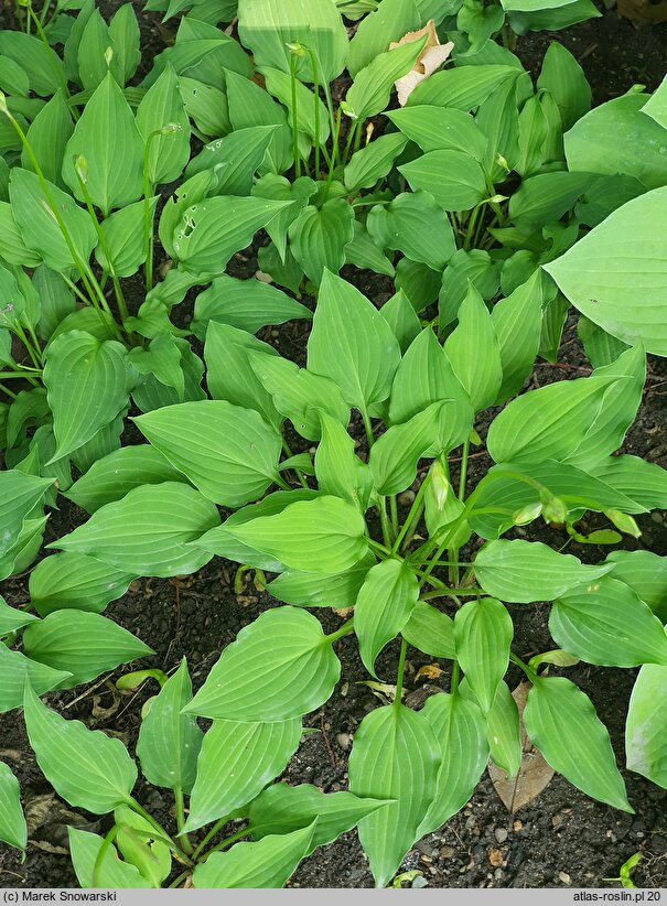 Hosta Purple Dwarf