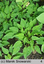 Hosta Purple Dwarf