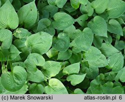 Hosta Pearl Lake