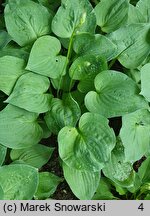 Hosta Pearl Lake