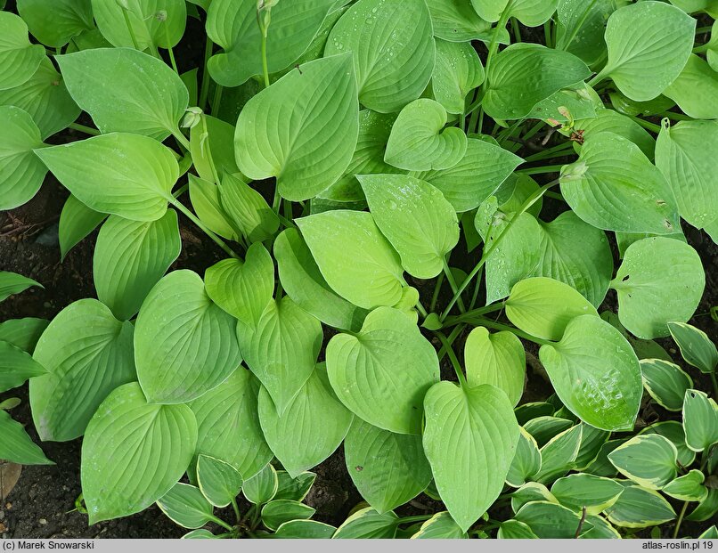 Hosta Birchwood Parky' s Gold