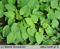 Hosta Birchwood Parky' s Gold