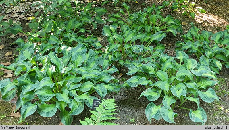 Hosta Mary Marie Ann