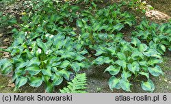 Hosta Mary Marie Ann