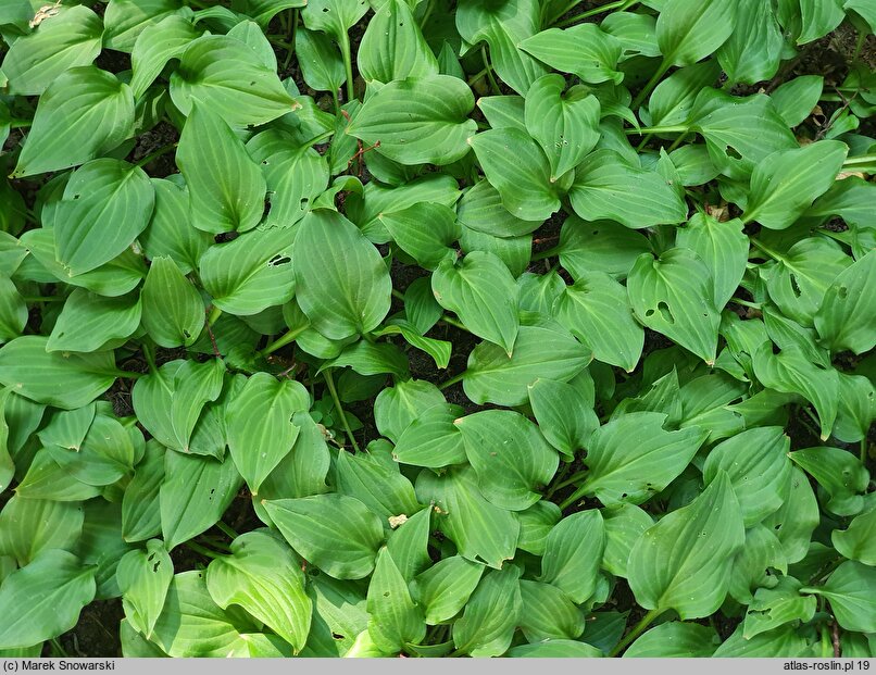 Hosta Kimidori Fukumen