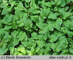 Hosta Kimidori Fukumen