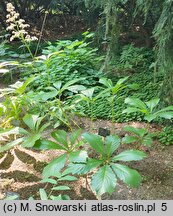 Rodgersia henrici Die Schone