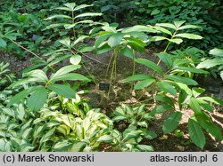 Rodgersia henrici Die Schone