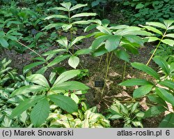 Rodgersia henrici Die Schone