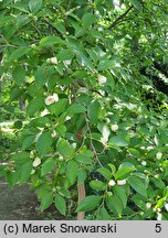 Stewartia pseudocamellia (stewarcja kameliowata)