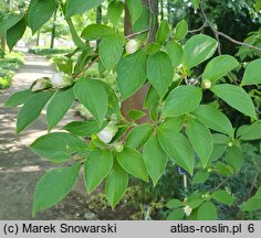 Stewartia pseudocamellia (stewarcja kameliowata)