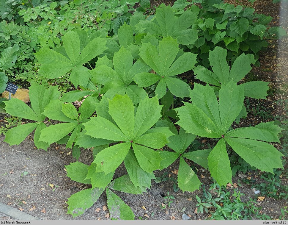 Rodgersia Parasol