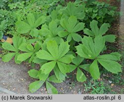 Rodgersia Parasol