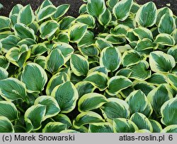 Hosta Queen Josephine