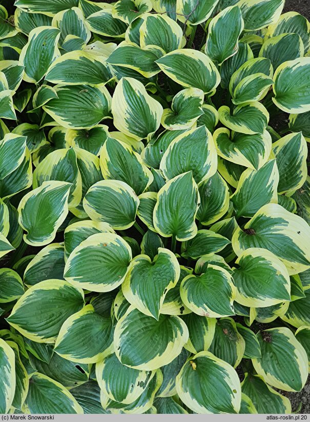 Hosta Queen Josephine