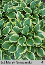 Hosta Queen Josephine