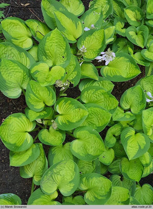 Hosta Little Sunspot