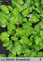 Hosta Little Sunspot