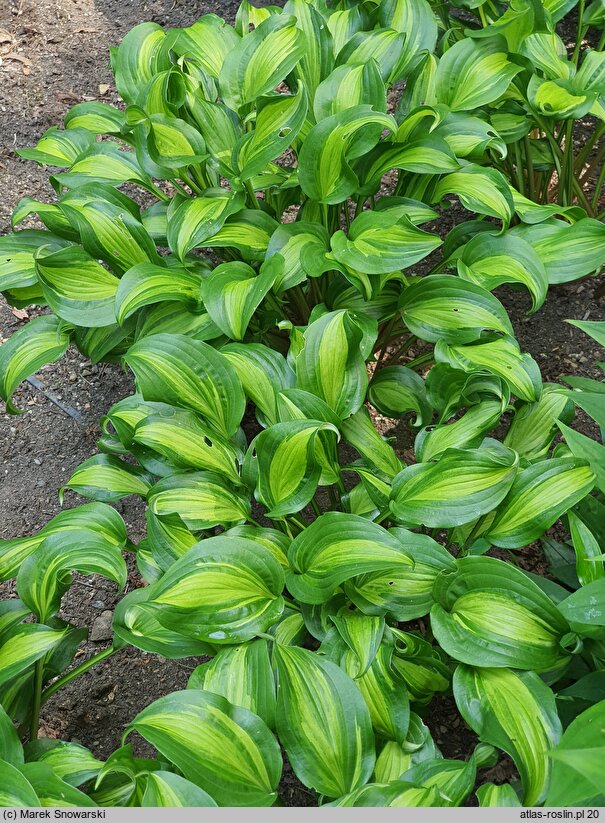 Hosta Geisha