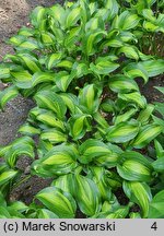 Hosta Geisha