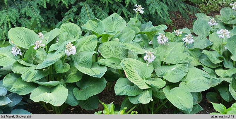 Hosta Mississippi Delta