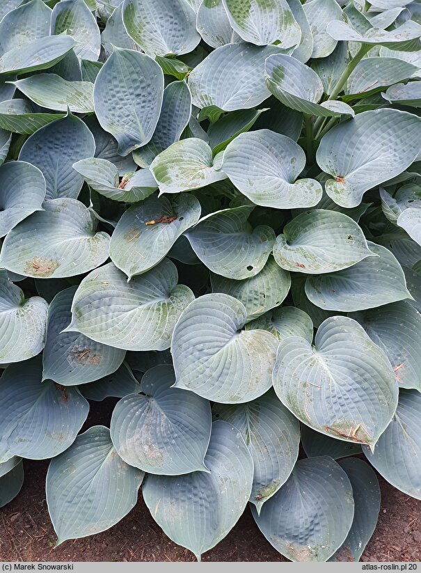 Hosta Camelot