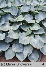 Hosta Camelot