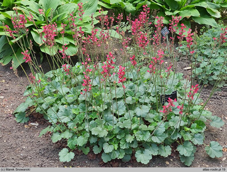 Heuchera Rachel