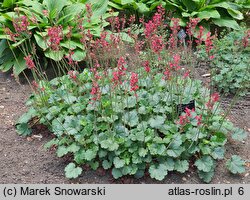 Heuchera Rachel